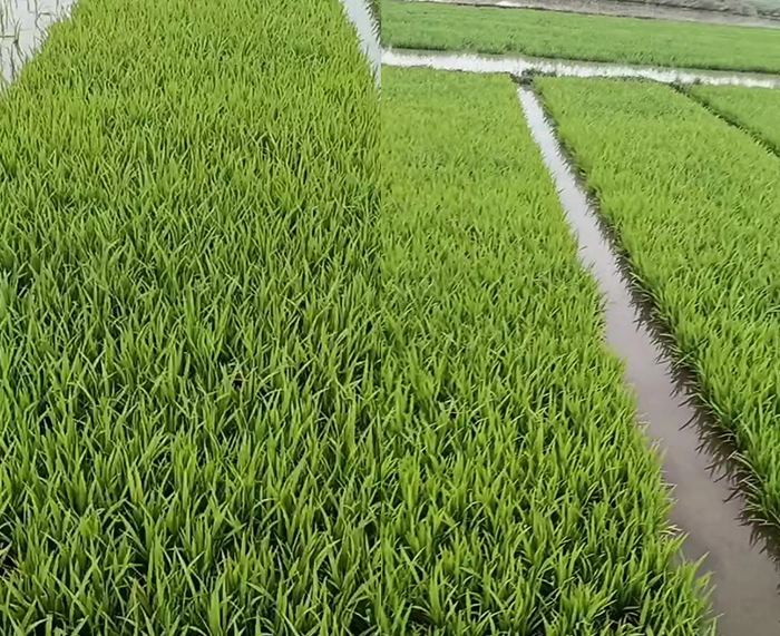 种植基地